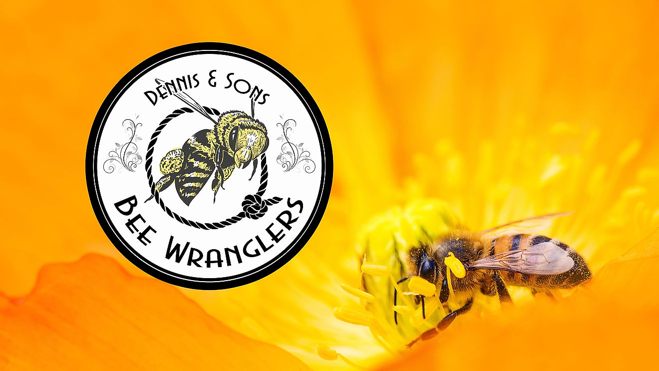 Bee Wranglers Videos - See us in Action